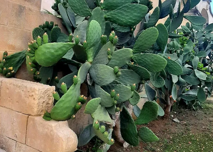 Carrieri